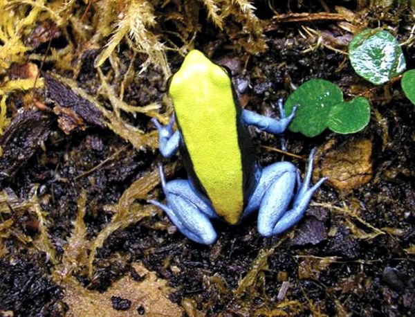 Ranas venenosas del género Mantella