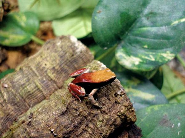 Ranas venenosas del género Mantella