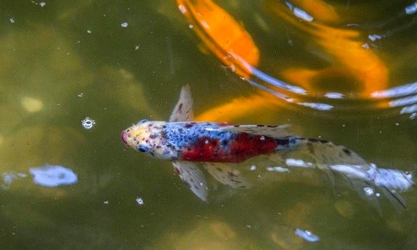 Shubunkin Goldfish: variedades, guía de cuidados, vida útil y más ...