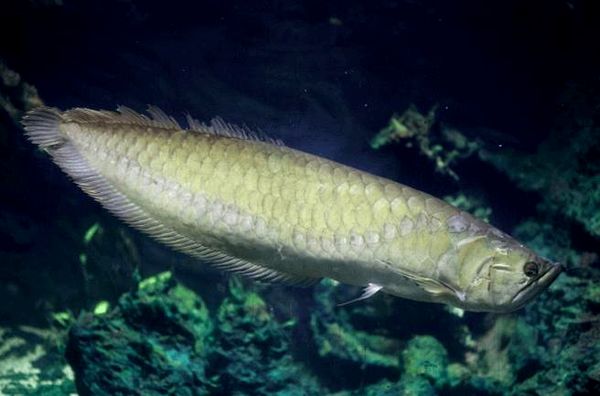 Silver Arowana: guía de cuidados, tamaño del tanque, dieta y más ...