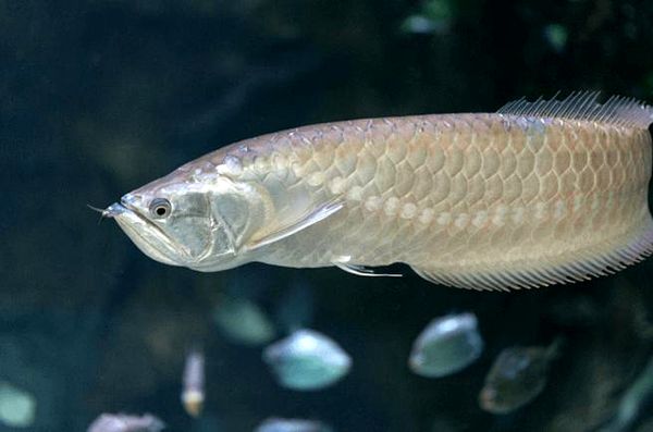 Silver Arowana: guía de cuidados, tamaño del tanque, dieta y más ...