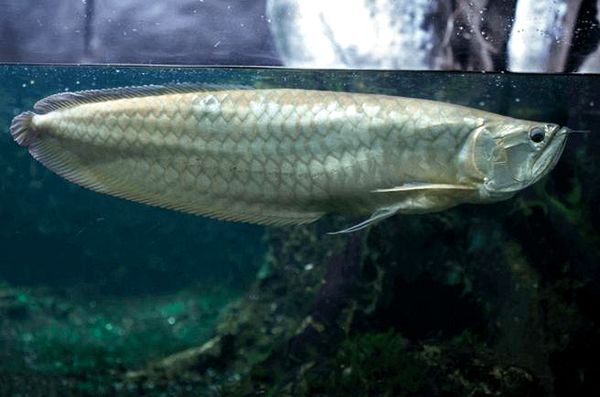 Silver Arowana: guía de cuidados, tamaño del tanque, dieta y más ...