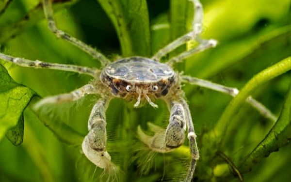 Thai Micro Crab - La guía de cuidado completa