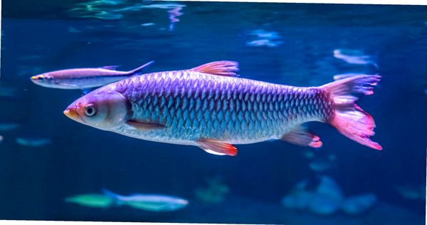 Tiburones de agua dulce: una guía de cuidado completa