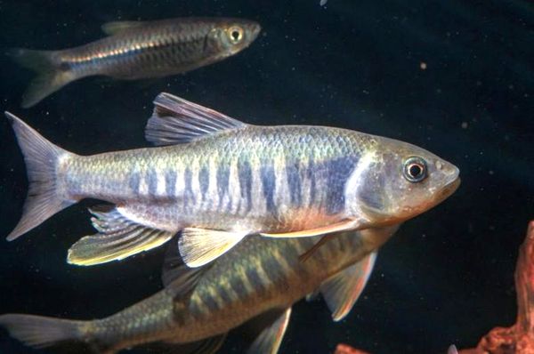 Tiburones de agua dulce: una guía de cuidado completa