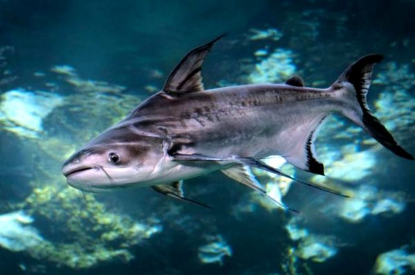 Tiburones de agua dulce: una guía de cuidado completa