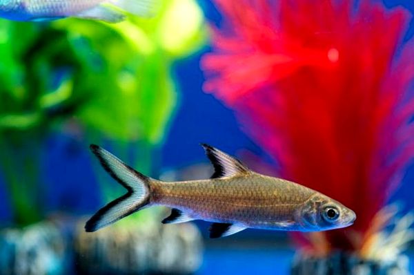 Tiburones de agua dulce: una guía de cuidado completa