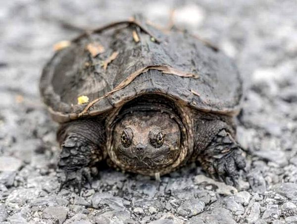 Tortuga bebé: guía completa de cuidados e información sobre la raza