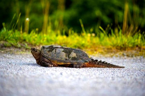 Tortuga bebé: guía completa de cuidados e información sobre la raza