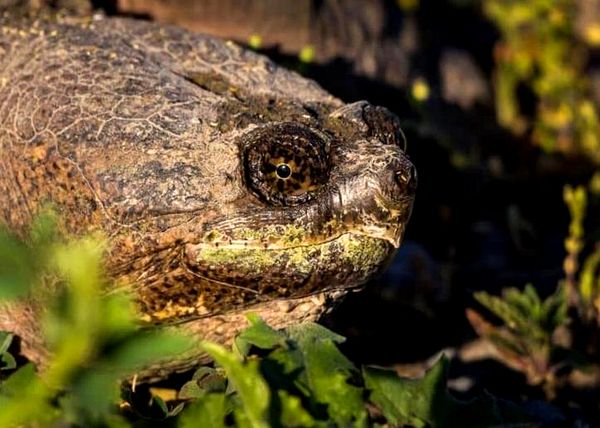 Tortuga bebé: guía completa de cuidados e información sobre la raza