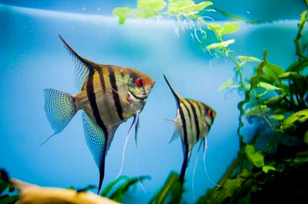 Tropical Fish: Ultimate A-Z List (desde Arowanas hasta Zebra Danios)