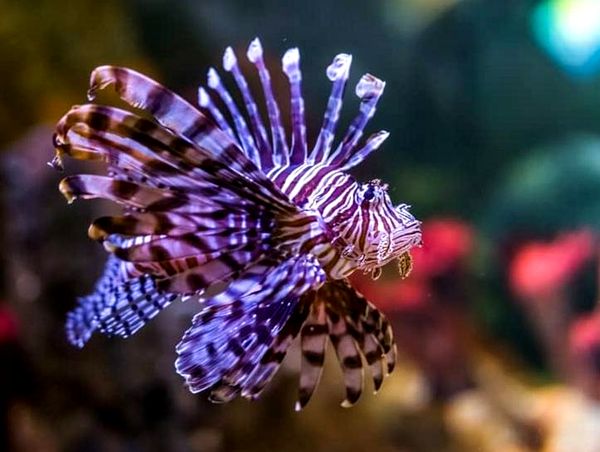 Tropical Fish: Ultimate A-Z List (desde Arowanas hasta Zebra Danios)