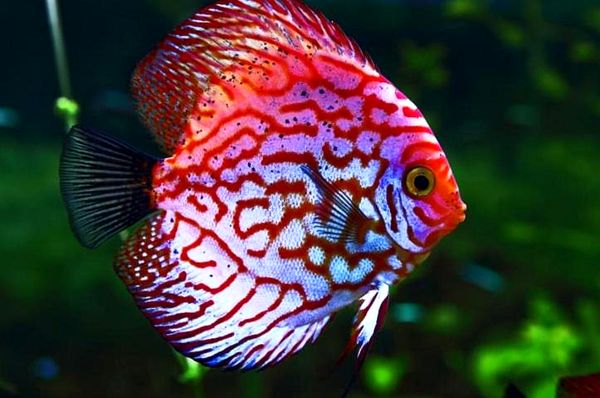 Tropical Fish: Ultimate A-Z List (desde Arowanas hasta Zebra Danios)