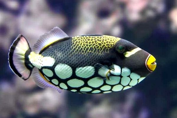 Tropical Fish: Ultimate A-Z List (desde Arowanas hasta Zebra Danios)