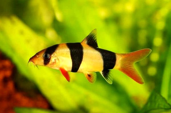 Tropical Fish: Ultimate A-Z List (desde Arowanas hasta Zebra Danios)