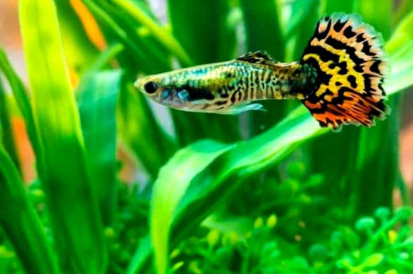 Tropical Fish: Ultimate A-Z List (desde Arowanas hasta Zebra Danios)