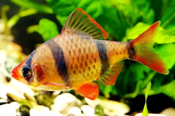 Tropical Fish: Ultimate A-Z List (desde Arowanas hasta Zebra Danios)