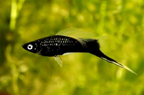 Tropical Fish: Ultimate A-Z List (desde Arowanas hasta Zebra Danios)