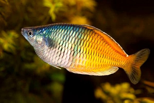 Tropical Fish: Ultimate A-Z List (desde Arowanas hasta Zebra Danios)