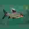 Bala Shark: ¿Es este suave gigante adecuado para su acuario?