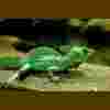 Consejos para el cuidado del lagarto basilisco emplumado