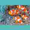 La guía definitiva para el cuidado del pez payaso: ¿Nemo es el pez para ti?