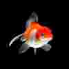 The Fantail Goldfish: un pez fantástico y elegante para acuarios de agua fría