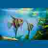 Tropical Fish: Ultimate A-Z List (desde Arowanas hasta Zebra Danios)